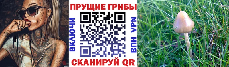 Псилоцибиновые грибы мухоморы  Ак-Довурак 